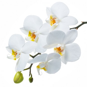 Стол обеденный Танго белый/Орхидея в Томмоте - tommot.mebel54.com | фото
